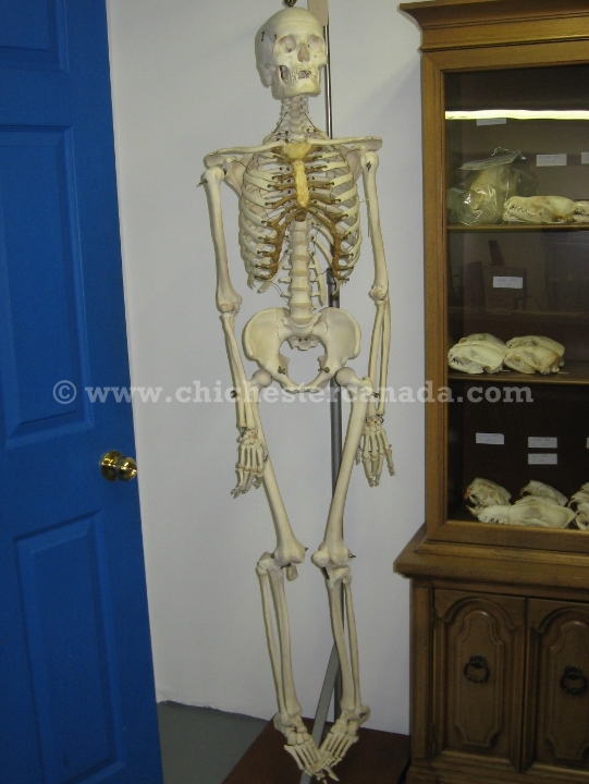 Real Human Skeletons, Medical Skeletons
